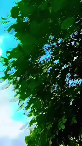 #fyp #standwithkashmir #greenscreen 
