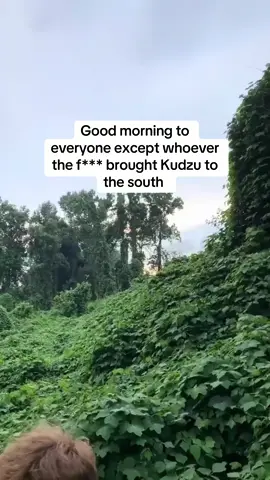 Kudzu and Joro Spiders 😡