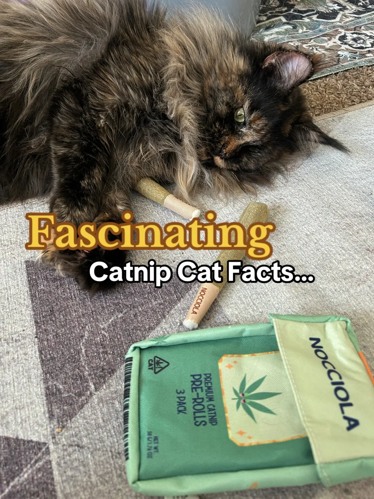 Does your cat react to catnip? These fun cat facts may tell you why 😄 #catsoftiktok #catnip #catfacts #cats #coolcat 