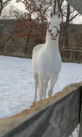#ゴールドシップ 