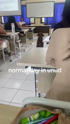 anjing nya ikut kulyeah😏🥵 #febunud #udayana 