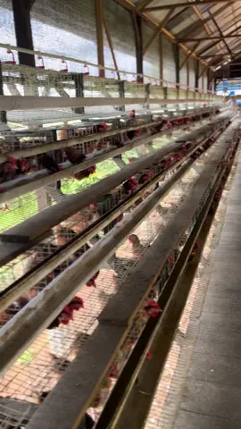 #ayampetelur #peternakayampetelur #pullet #peternakmudaindonesia #peternakmuda 