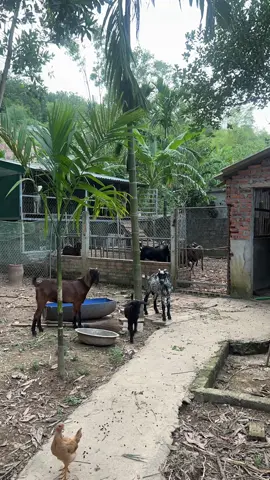 Thi thoảng làm màu làm mè 1 tí. Cuối năm bố cho con dê mà thịt 😅