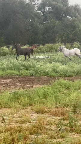 #CapCut all of my problems disappear when I am with my horses! 