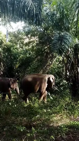 memang jahil kali sultan ini ya 🙂‍↕️😂🐘#gajah #sumatera  #satwa #fypdong @Barumun Nagari 