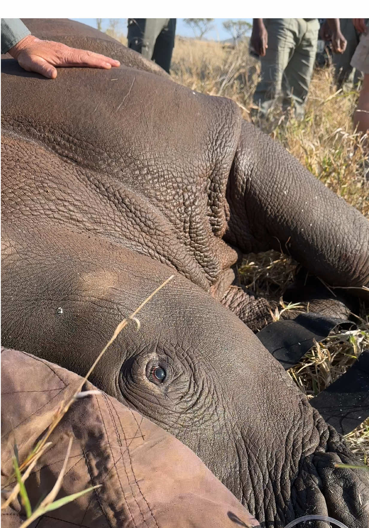 Look at this healthy, young, strong Black Rhino cow - the hope for the future of the species in this area! 🦏🌍 #rhino #conservation #ivancarter 