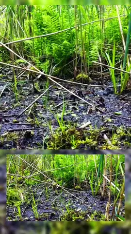 bog jumping mudman #mudman #bog #swamp #bogjumping #fyp 