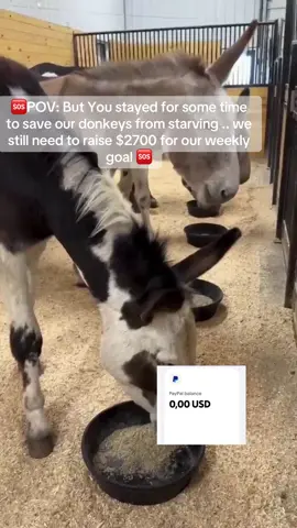 🆘POV: But You stayed for some time to save our donkeys from starving .. we still need to raise $2700 for our weekly goal 🆘 LINK IN BIO AND DONATE  #donkeyrescue #donkeys #fyp #usa🇺🇸 #fyppppppppppppppppppppppp 