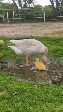 #duck #dance #bird  #animals #mustwatch 