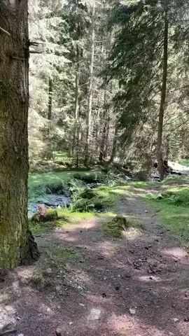 🏞️🌲🏞️#foryoupage❤️❤️ #@simion804 #moieciu #brasov #romaniatiktok 
