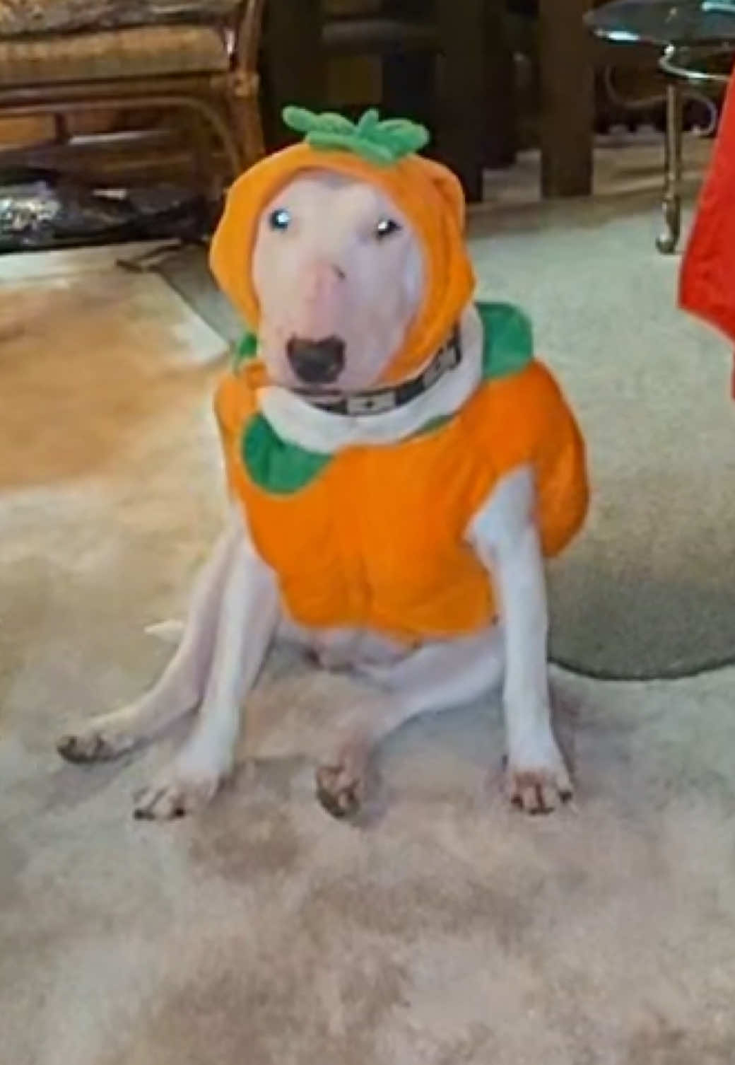 PUMPKIN 🎃 #pumpkin 