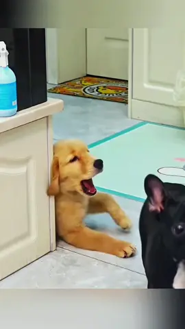 Try not to laugh when you watch 😂😂😂 #funny #dog #animals #funnyvideos #cat 