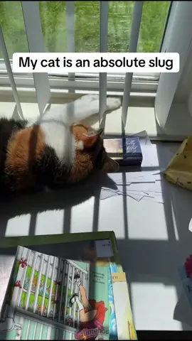 #catsoftiktok 