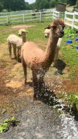 They really do love their water, I promise 😂#easttennessee #alpacafarm #animalsoftiktok #farmlife #LanguageLearning 