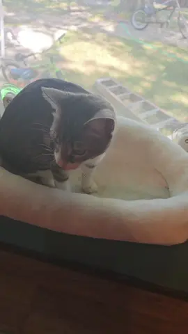 #Windowcatbed 