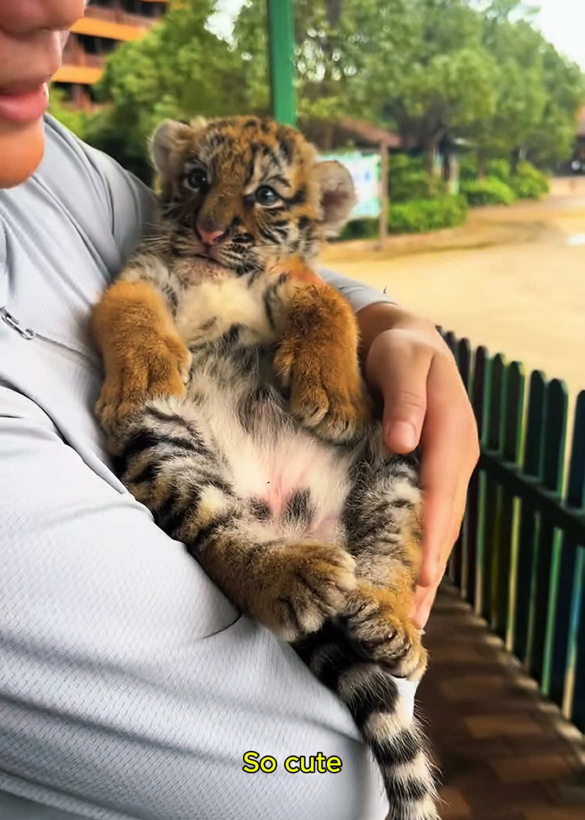 A couple adopted a baby tiger that lost it’s mother #tiger #rescue #rescueanimals #wildanimals #loveanimals 