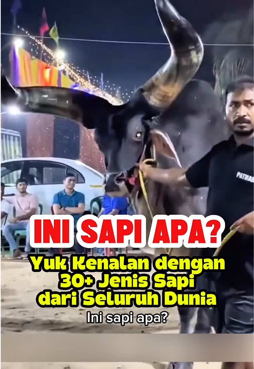 Sapi mana yang paling enak dagingnya? #FunFacts #FaktaMenarik #DidYouKnow #sapi #fyp 