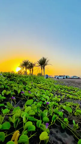 Natural View of Oman Sea beach 🇴🇲 #tiktok #foryou #fyp #muscat_oman🇴🇲 