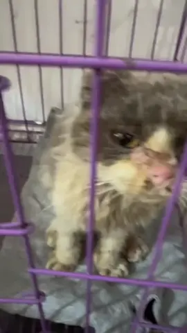 Updates on our cat that we rescued days back. Medication going on very well,  feeding her whenever she needs too. Anyone willing to donate for her, the links are in the bio #repost #catsoftiktok #catrescue #rescuekittens #catsfollowers #cats #straycatsoftiktok #communitysupport #catstiktok #unitedkingdom #usa #europe #germany #switzerland #furryfriends