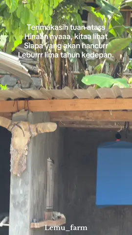 Tenang aku tidak dendam cuma tidak lupa🔥🔥 #sapi #sapiqurban #sapijumbo #peternakmuda 