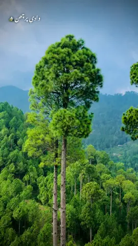 تحصیل کوٹلی ستیاں#foryou #fybシ #viral #kotlisattian #pothwarisher #growmyaccount #grow #viral 