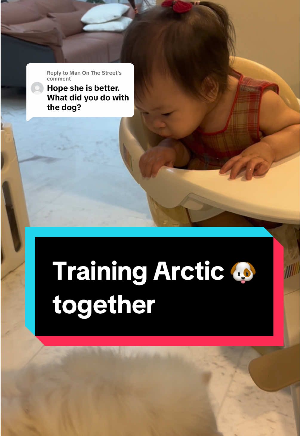 Replying to @Man On The Street we are on the recovery journey together as a family ❤️ #DogTraining #babyrecovery #familygoals #japanesespitz 