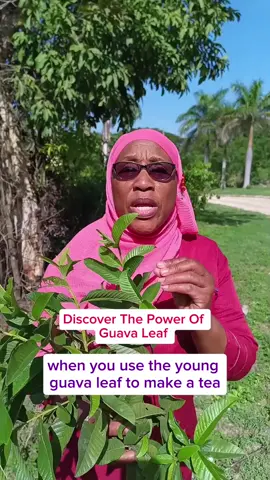 Discover The Power of Guava Leaf #Guava  #HerbalHealing  #NaturalRemedies  #HealthyLiving  #herbal 