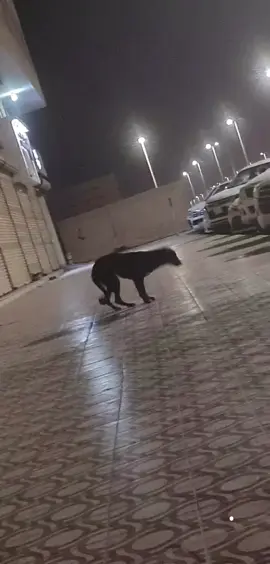 #الشعب_الصيني_ماله_حل😂😂 