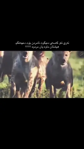 #foryou #fyp #kurdistan 💔🕊️..!
