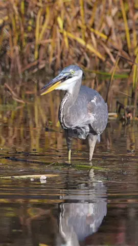 Great Blue Heron Catches a Fish, then Drops it. #greatblueheron #nature #wildlife #nikon #bird #vischerferrynaturehistoricpreserve #animals 