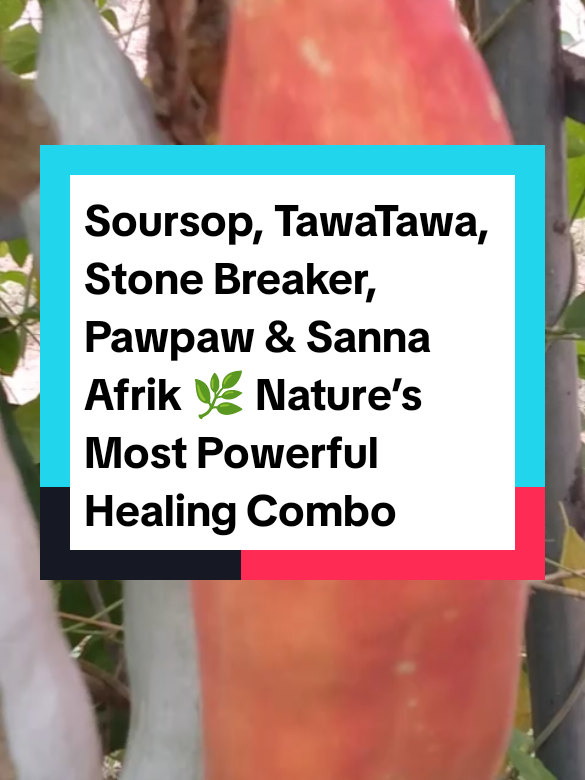 we bring you nature’s pharmacy 🌿. While many spend fortunes on drugs with endless side effects, our ancestors knew the secret power of Soursop Leaves, TawaTawa, Stone Breaker, Pawpaw Leaves, and Sanna Afrik. 💔 Millions today suffer silently from: High blood sugar & early diabetes 🍭 Kidney stones, liver problems & poor digestion 💢 Weak immunity leading to infections & malaria 🦠 Irregular periods, hormonal imbalance & womb issues ⚖️ Constant fatigue, headaches & body weakness 😩 ✨ This 5-leaf herbal combo is a game changer: 🌿 Soursop Leaves – fights cancer cells, lowers sugar, boosts immunity 🌿 TawaTawa – restores platelets, powerful for dengue & malaria recovery 🌿 Stone Breaker (Phyllanthus niruri) – breaks kidney & gall stones, detoxifies liver 🌿 Pawpaw Leaves – improves digestion, boosts blood, fights parasites 🌿 Sanna Afrik (Senna) – natural detox, cleanses the stomach & removes toxins ✅ Benefits when combined: Flushes harmful toxins & cleanses your system Fights chronic infections & boosts immunity naturally Protects liver & kidney health Helps regulate blood sugar & blood pressure Restores energy, clears the skin & strengthens the body People are searching TikTok for: 🌸 “soursop leaves health benefits” 🌸 “tawa tawa for dengue and malaria” 🌸 “stone breaker herb for kidney stones” 🌸 “pawpaw leaves benefits for health” 🌸 “sanna afrik detox remedy” 💭 Why suffer when nature already gave us the cure? A simple cup daily of this herbal blend can transform your health, restore your strength, and protect your future. 🌿✨ #NaturalHealing #HerbalRemedies #SoursopLeaves #StoneBreakerHerb #GrandpasGarden