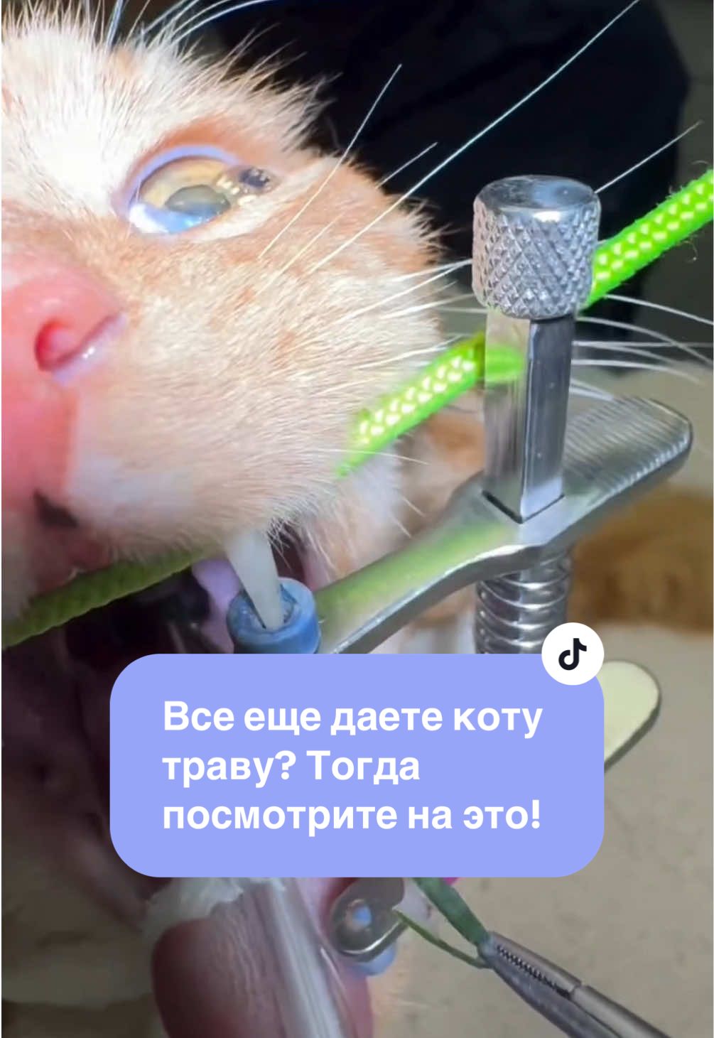 Все еще даете коту траву? Тогда посмотрите на это! 👇👇👇 Задумайтесь: трава может застревать в горле вашего пушистого друга, вызывая кашель, рвоту и даже удушье.  Не пытайтесь самостоятельно извлечь инородное тело — это может повредить слизистую! Только ветеринар сможет безопасно помочь вашему питомцу. 🩺 Если вы заметили травинку у своего кота, не тяните с обращением за помощью! Каждая секунда на счету, и задержка может стоить жизни вашему любимцу.
