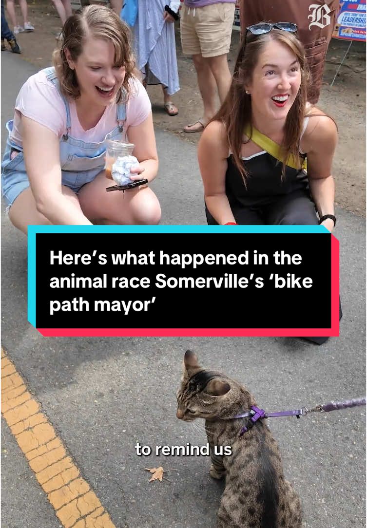 If you saw animal campaign signs stretching down the Somerville Community Path this summer, we’re here to tell you that a four-legged leader has finally been elected. Meet the cat mayor. Before Somerville’s human election, residents voted in the race for the fictional role of 