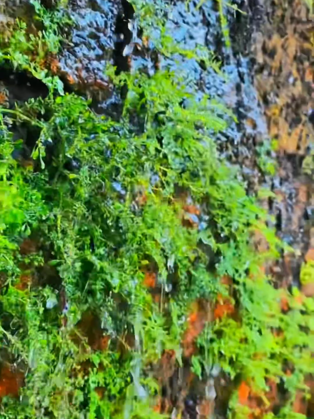 Assista até o final!  Crédito: Erix Abe #transformaçao #vida #nature #edicao #fyppppppppppppppppppppppp 