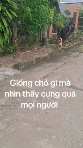 #tiktoklive #livehighlights  Giống chó quý lắm nha 
