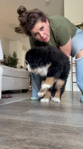 #dog #dogsoftiktok #dogs 