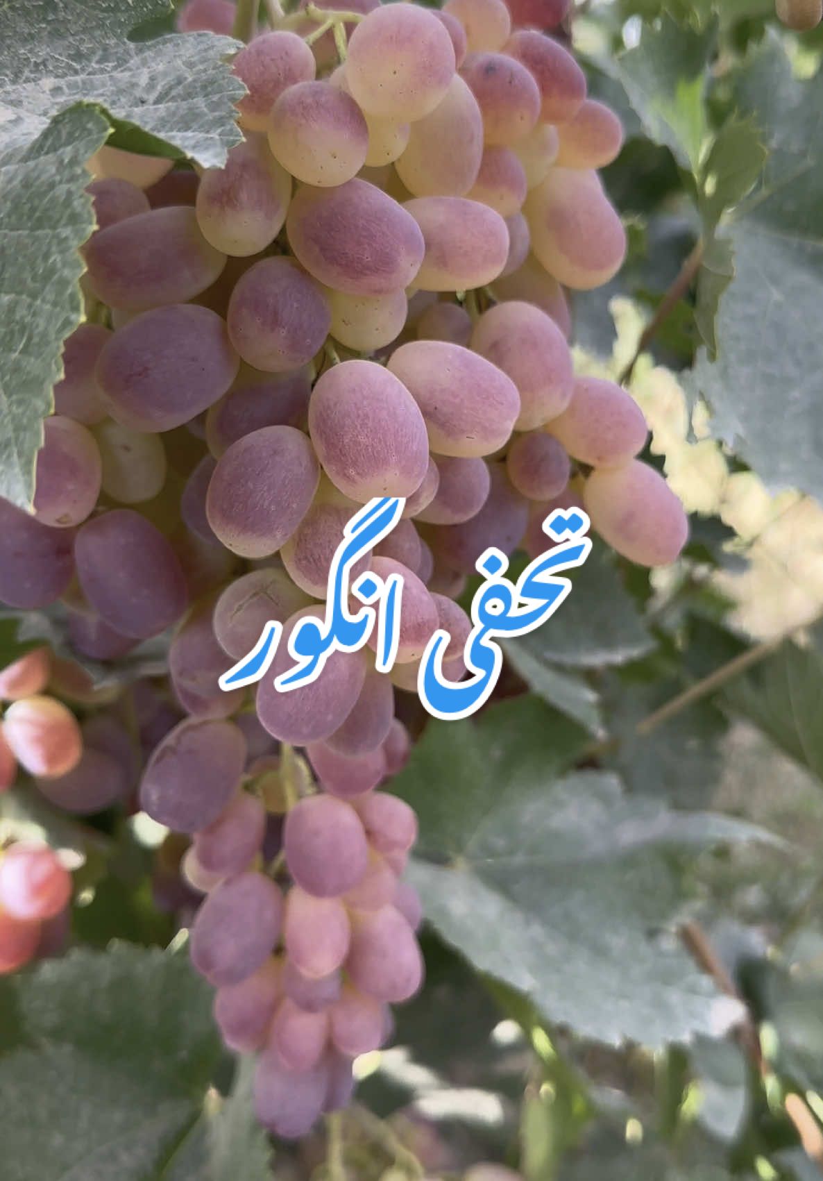 ماشاءاللہ افغانستان کا سپیشل تحفی انگور سبحان اللہ #fyp #vairal #video #viraltiktok #vairalvideo #foruyou #100million @Fruit Mandi @TikTok @Fruit of the Loom @Fruits Love🍒🍉🥝🥥 