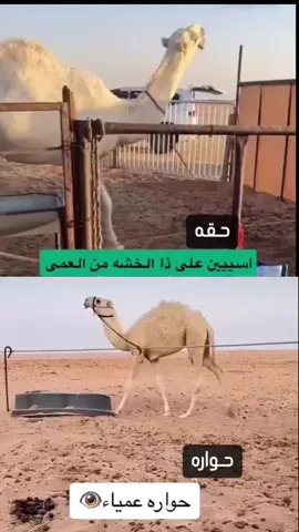 ل شخبوط الدوسري                                          جعل ربي يعافيها يبومسفر
