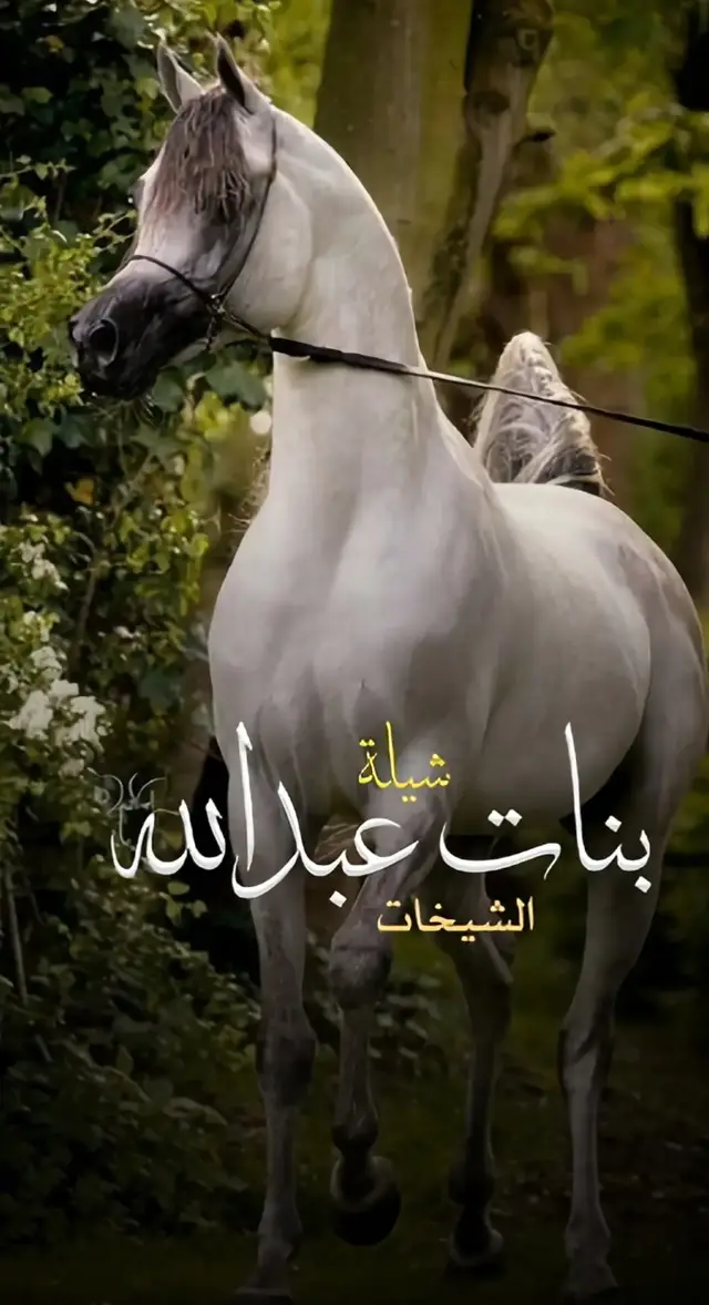 #شيلات #شيلة_مدح #بنات #عبدالله #حماسية 