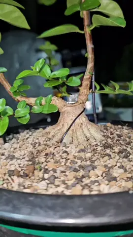 sam hương indo #bonsaimini #bonsai9cm 