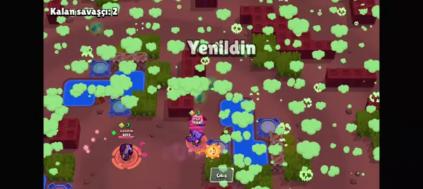 1K lily