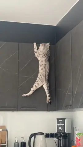 funny cat video 😹😸 #fuuny__comedy_tik_tok #fuunyvideo #forupage #petlover #catlovers 
