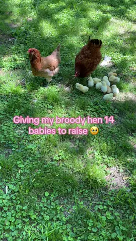 I was worried my broody hen wouldn’t accept these new chicks but I see it was a success!  She’s such a good momma already! #chickenmath 
