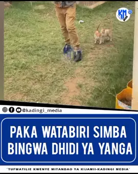 paka watabiri simba bingwa dhidi ya yanga