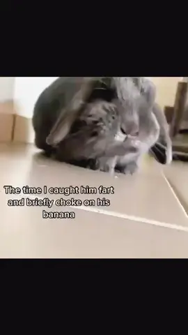 #♥️🐰🐇 
