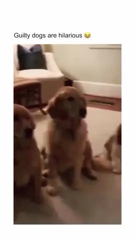 #dog  #dogsoftiktok 
