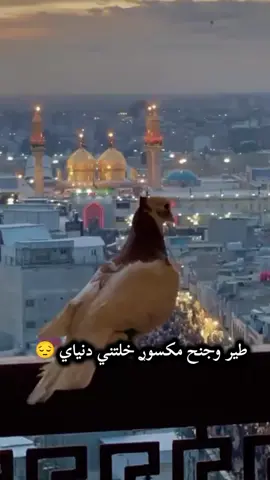 طـير وج ـنح ـمـگسـور خلتنيـﮯ دنيآي🤎🕊 .  .  .  #ياعلي_مولا_عَلَيہِ_السّلام  #السلام_على_اهل_البيت_الاطهار_❤😭❤#fypageシ♡  #🕋📿🕌regay_islam🌼🦋🤲#fypシ゚viral🖤tiktok☆♡🦋myvideo🤗foryou✨♥️ 