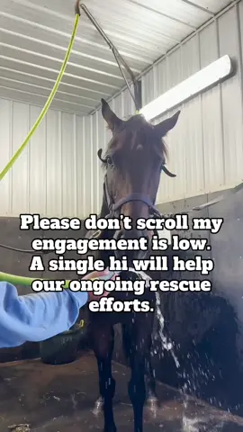 Your kind comment, heart and follow saves our furry friends #viralforgood #horserescue #animalsoftiktok #DonkeyLovers #SaveTheAnimals 