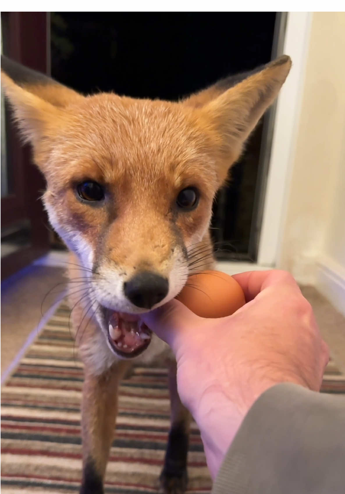 Kim the stunning fox. #fox #foxes #foxy #foxesoftiktok 
