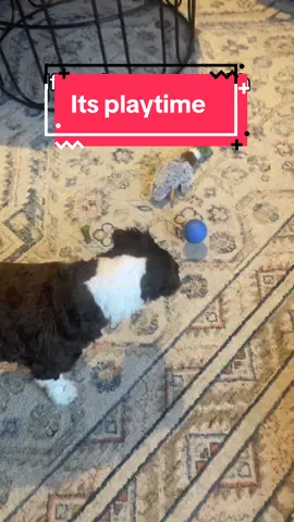 If you have a dog with high energy …… #dog #pets #playtime #ball 